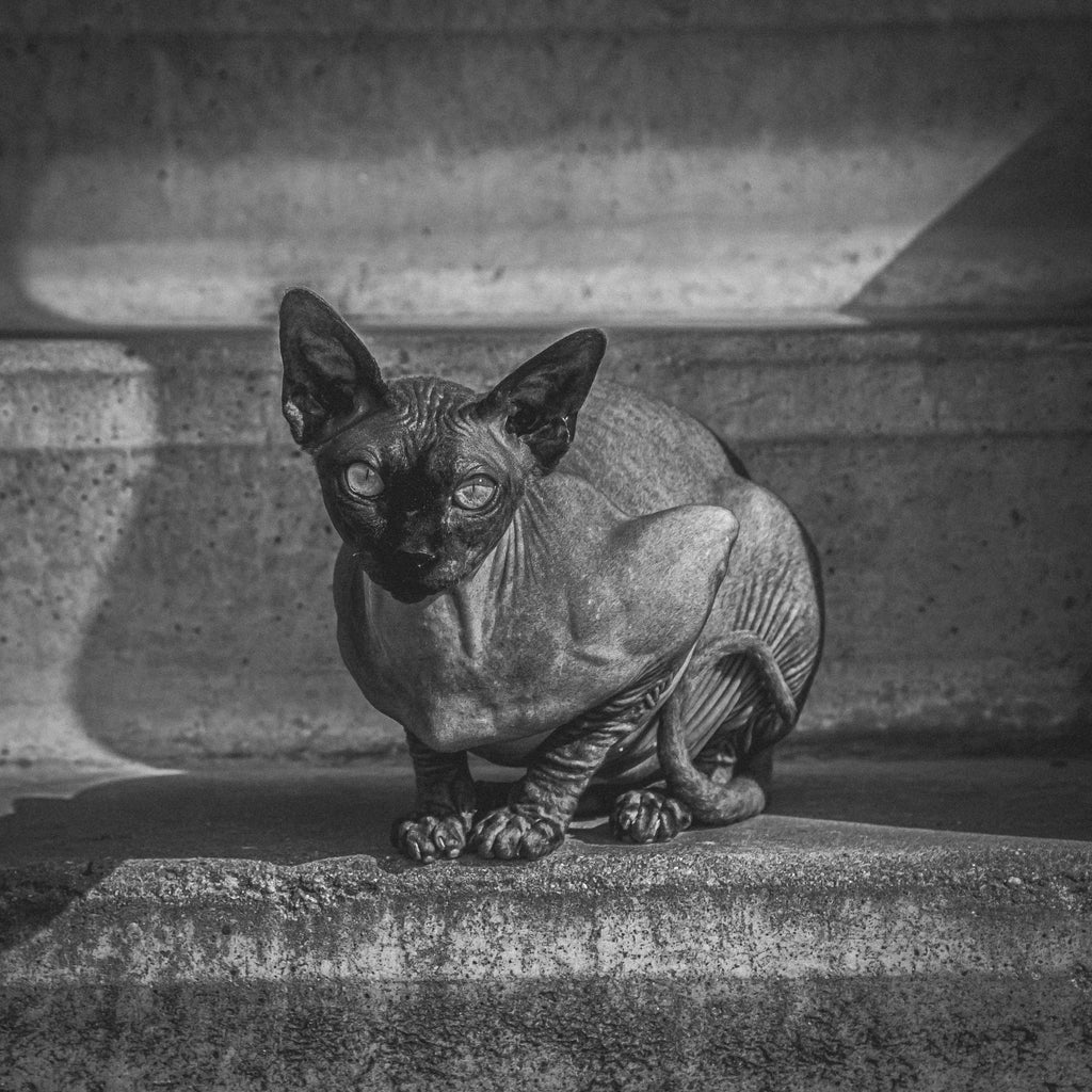 Le_Sphynx_Chat_Rotterdam_NB