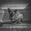 Le_Sphynx_Chat_Rotterdam_NB