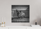 50 x 50 cm, Photo papier noir & blanc Tirage photo [ Rotterdam - Le Sphynx ] - Photographie d'art