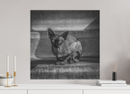 60 x 60 cm, Alu-Dibon noir & blanc Tirage photo [ Rotterdam - Le Sphynx ] - Photographie d'art